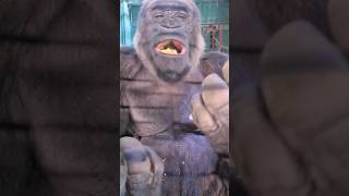 Wow, That's Crunchy! #Gorilla #Asmr #Eating #Satisfying