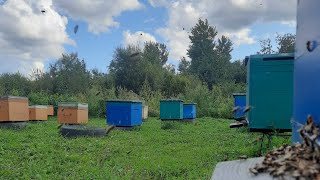 видео: Сахар и пчёлы. Мой опыт закорпки пчёл в зиму. картинка: Сахар и пчёлы. Мой опыт закорпки пчёл в зиму.