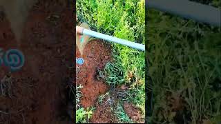 Ide Cerdas Alat Serbaguna Untuk Membersihkan Rumput Liar Dengan Mudah