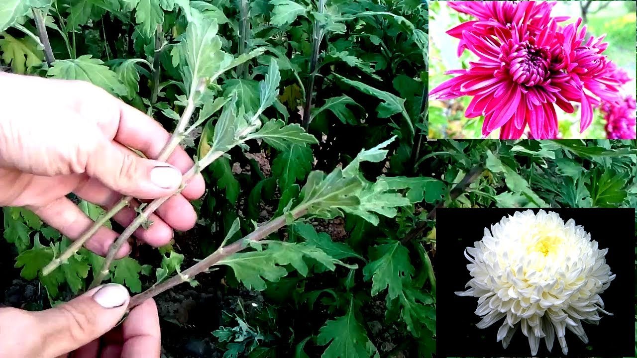 How To Grow Hardy Chrysanthemums Saga