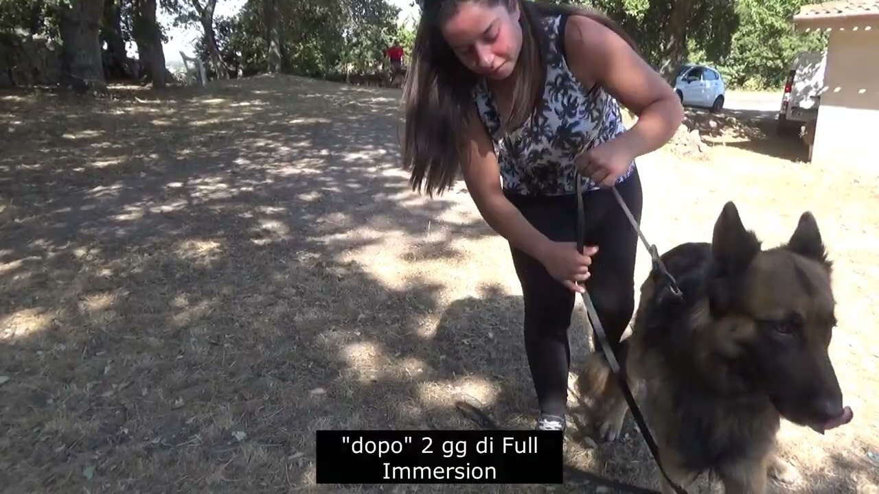 Pastore Tedesco German Shepherd di 4 anni maschio aggressivo