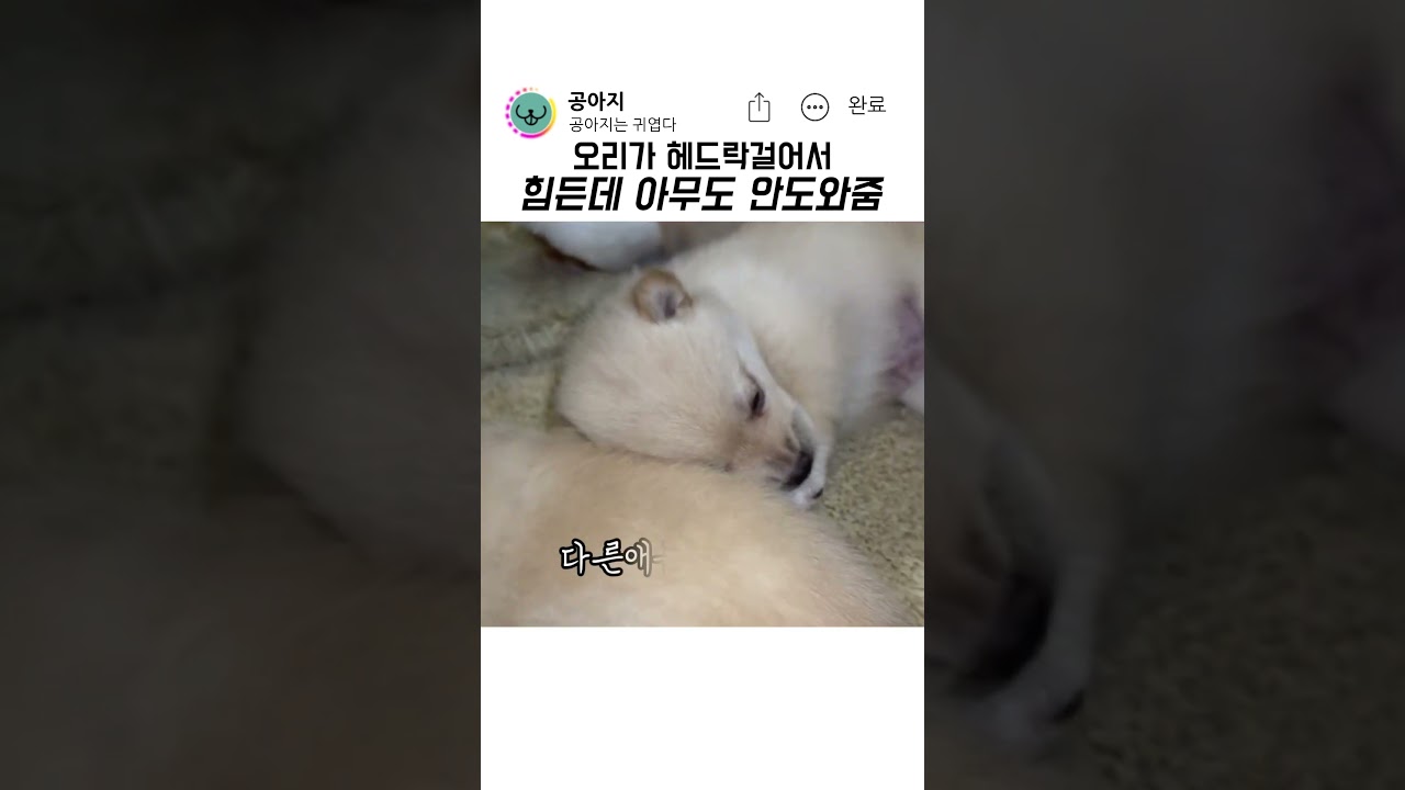 오리가 헤드락 거는데 아무도 안도와줌 #강아지 #반려견