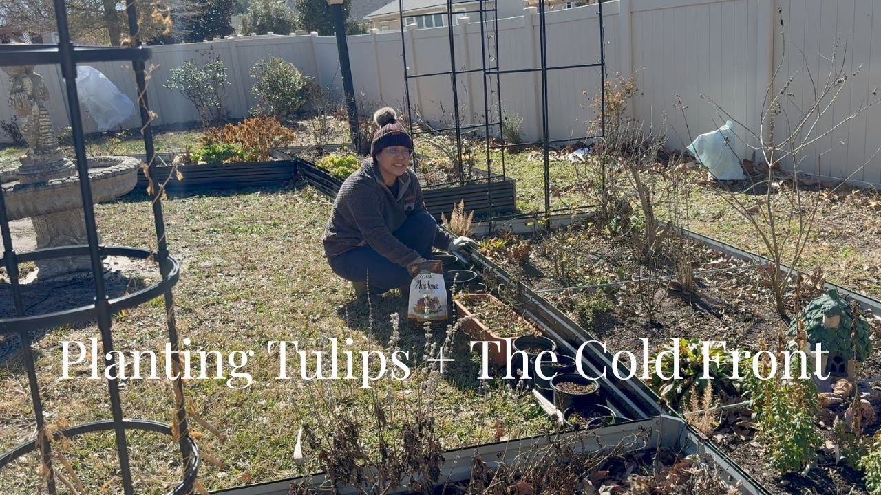Planting Big Eartha Tulips from Colorblends will they grow for me? + Pansies and Coldfront we had.