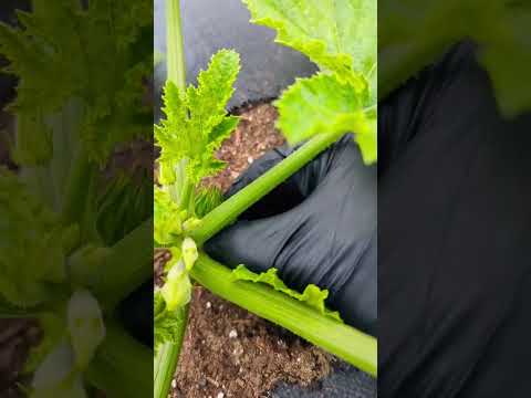 Video: Zucchiniväxter som faller - Vad ska man göra för lutande zucchiniväxter