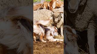 Наш песель раскроил себе лапу🐾