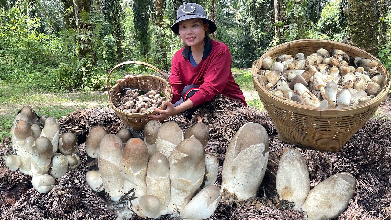 กรี๊ดๆเจอแบบนี้แทบช้อค!!!ช่อเดียงพอแกงง!!เห็ดปาล์มเยอะมากๆมีแต่อวบๆ(06/08/68)