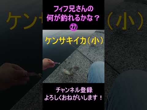 フィフ兄さんの 何が釣れるかな？㉗   アオリイカが釣りたいフィフ兄さん。はたして何が釣れるかな？