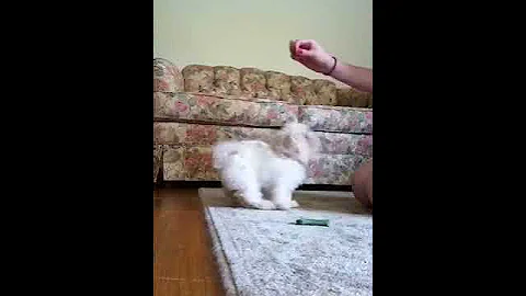 Annabelle's first tricks
