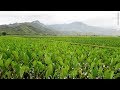 Indigenous Agriculture | Insights on PBS Hawai'i