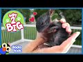 Tiny Bunny Is So Much Smaller Than His Baby Siblings | Baby 2 Big | Dodo Kids