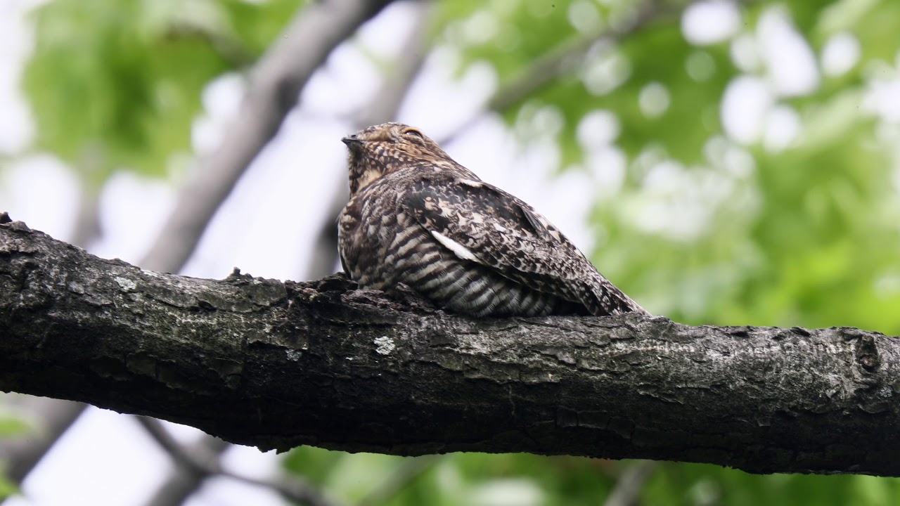 2018-05-20 Common Nighthawk 
