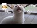 심하게 귀여운 고양이가 자꾸 문 열어달라는데.. 솔직히 흔들려요ㅣStranger Cat Keeps Asking Me To Open The Door