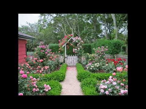 Roses Of Picardy