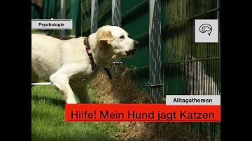 Warum jagt Mein Hund meine Katze?