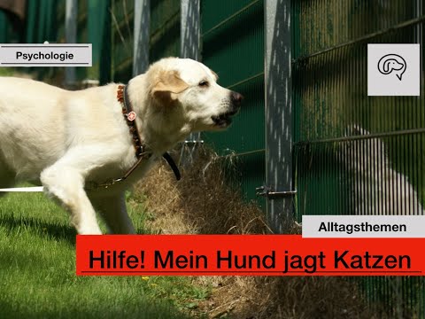 Video: Haustieradoption: Sollten Sie Ihren Hund Oder Ihre Katze Umbenennen?