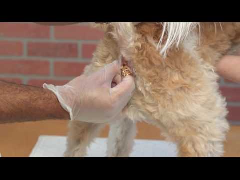 Video: Anal Gland Clogs i hunde