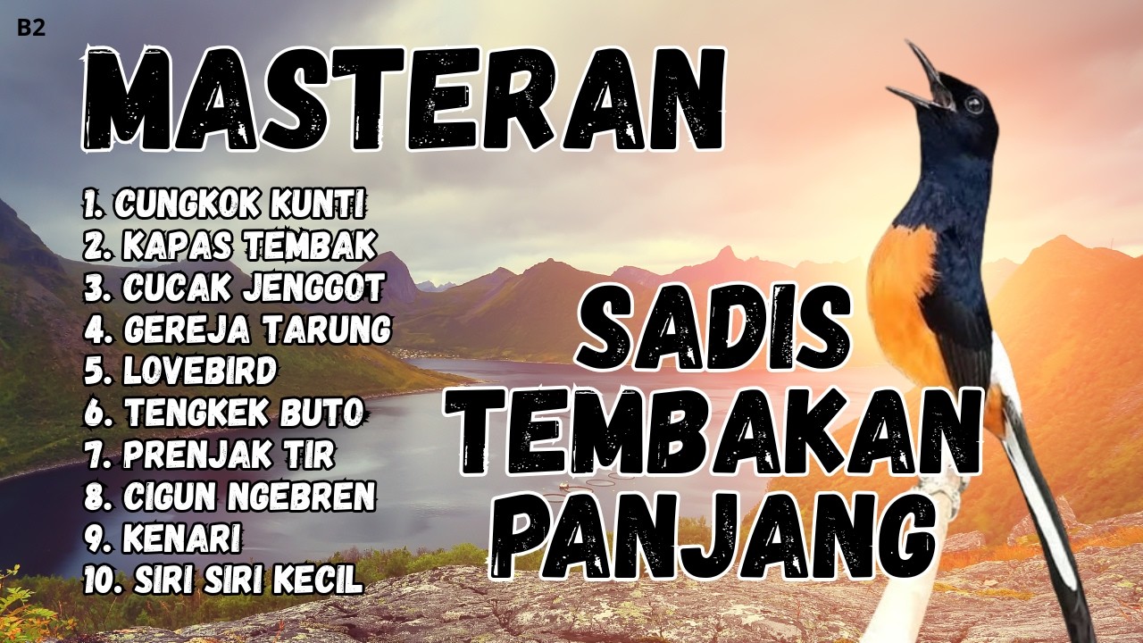 🔴 GACOR SADIS MENTAL KUAT MASTERAN MURAI BATU GACOR