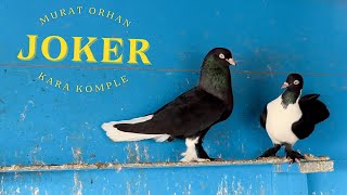 Murat Orhan Ve Meşhur Jokeri Karabozalı Kümesi
