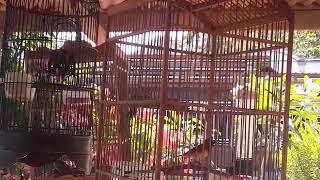 Sogok Ontong | Sogon Nembak Rapat