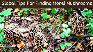 How to Find Morel Mushrooms - A Global Guide to Morel Mushrooms