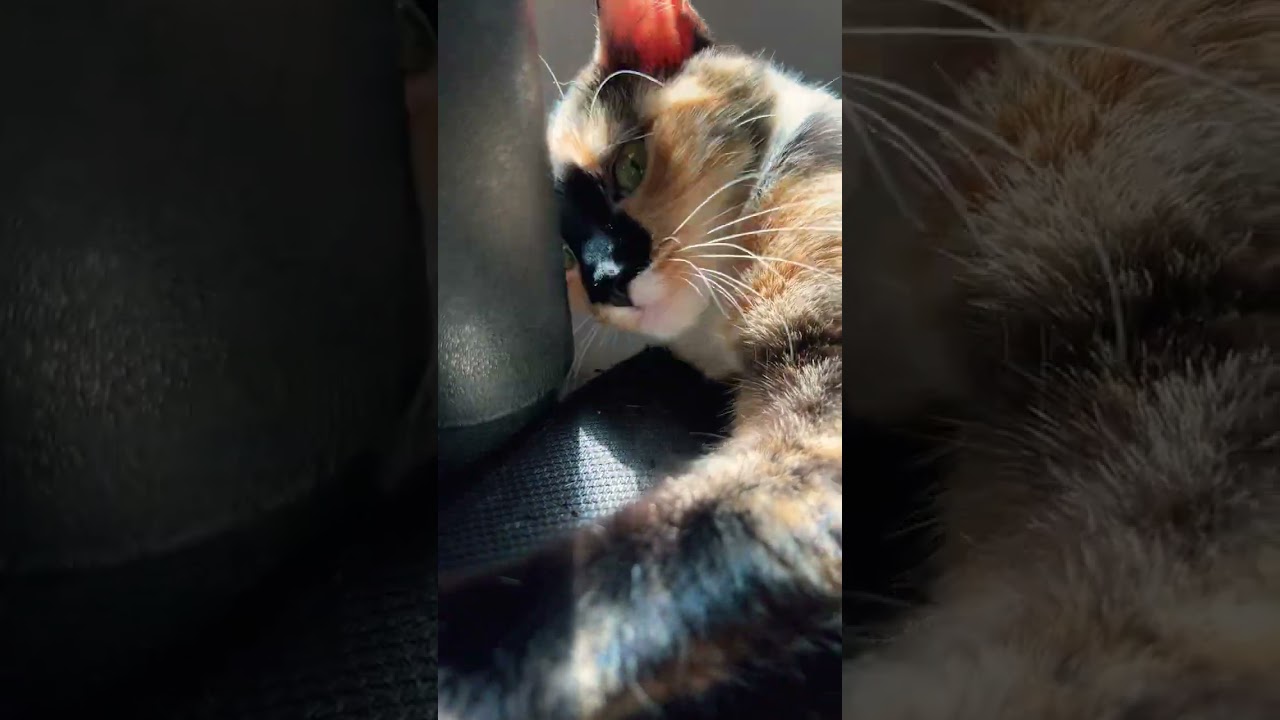 Kimchi lounging in the sun. 😸