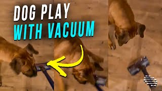 Dog Loves to Play With the Vacuum and Wonders Why It Stopped