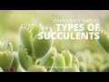 Types of Succulents -- Cold Hardy and Soft Succulents