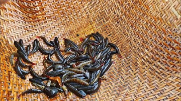 BẮT CÁ SUỐI Bằng Cách Của Người Rừng | Forest people catch stream fish