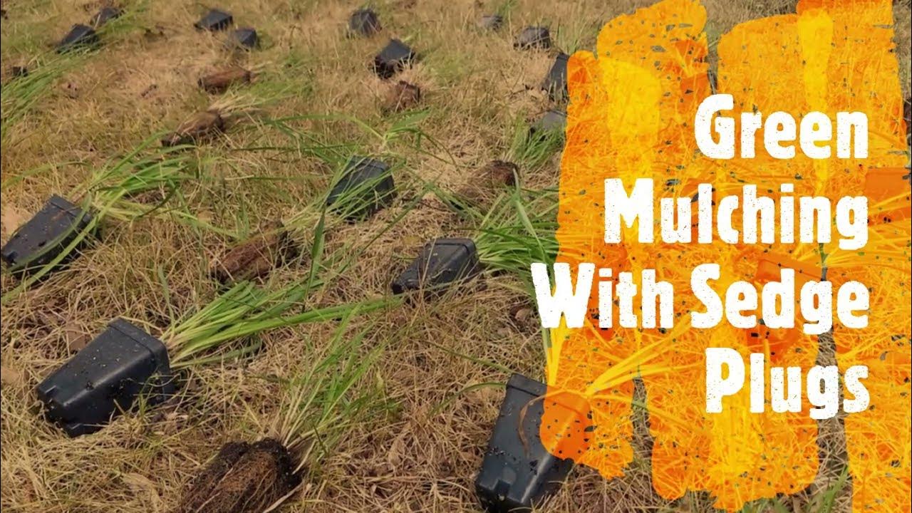 Green Mulching With Sedge Plugs YouTube