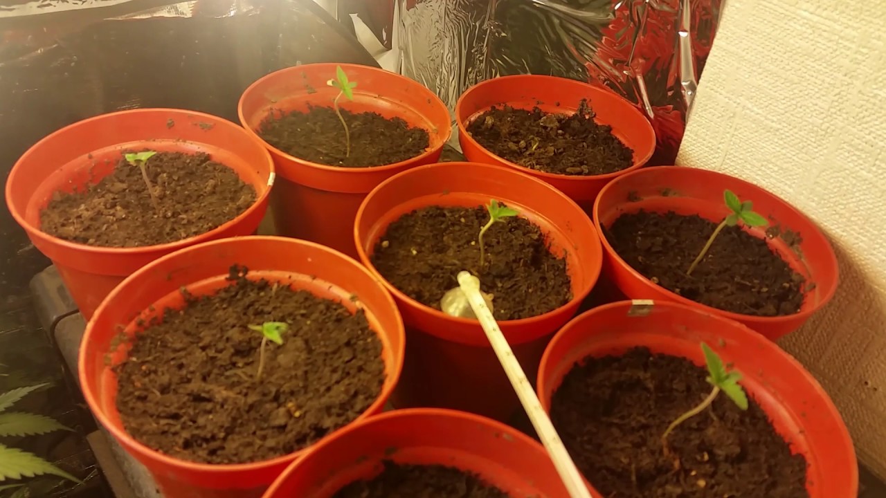 growing weed - autoflower grow 2017  part 4 (18+)