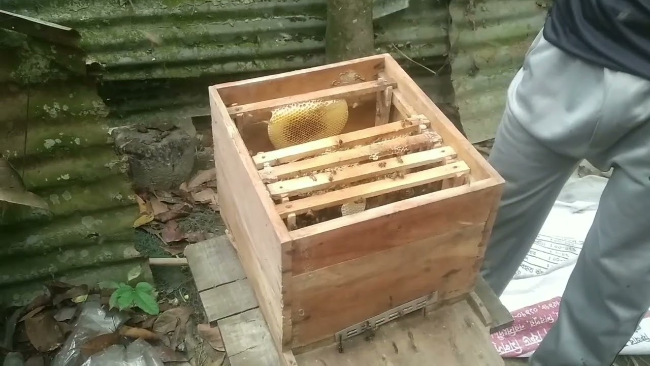 ক্ষুদ্র মৌমাছির চাঁক কেন বক্স থেকে চলে যা 🐝🐝🐝🐝🐝🐝🐝🐝🐝🐝🐝🐝🐝🐝🐝🐝🐝🐝👍👍👍👍👍👍👍
