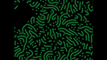 Diffusion Reaction Simulation