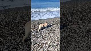 Бульдог Мигель #бульдогмигель
