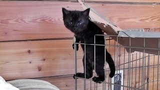 The Cute Kitten Escape