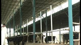 imman ahmad cow farm in bhera