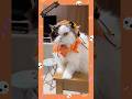 いたずらキュートずきん現る🎃👻🩷#猫あるある #猫帽子