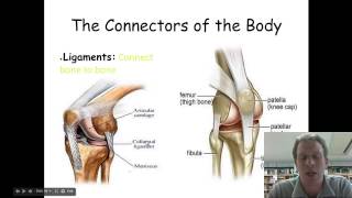 23.2 Types of Joints & Problems with Bones
