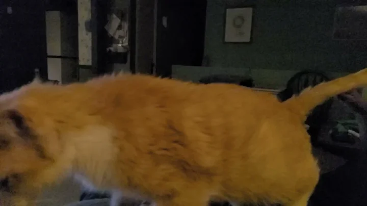 Slo-mo Joe, R.I.P. Our best rescue.