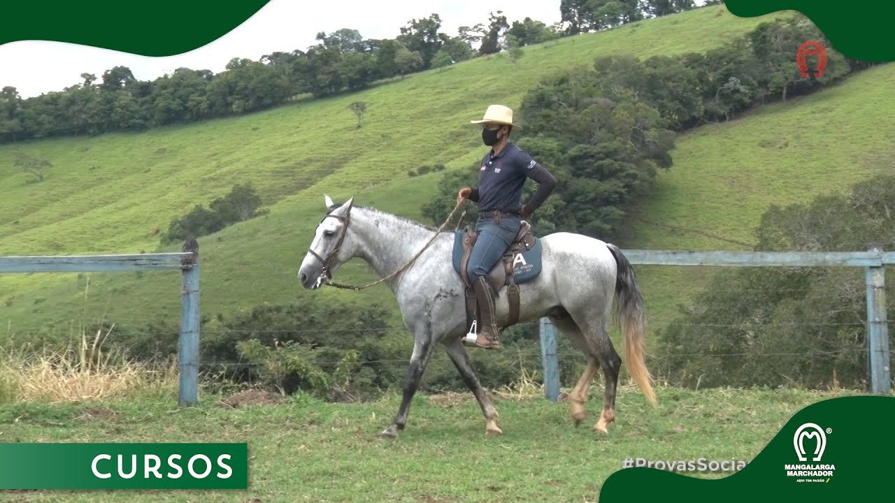Dicas de Preparação Para as Provas Sociais do Mangalarga Marchador