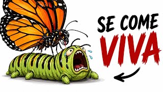Por Qué Es Brutal Nacer Siendo una Mariposa Monarca