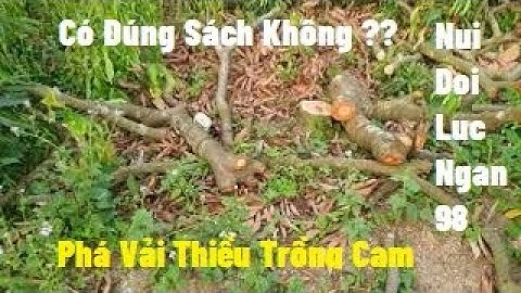 Cắt Phá Vải Thiều Lục Ngạn Trồng Bưởi, Cam Có Phải Sai Sách