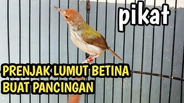 SUARA PRENJAK LUMUT BETINA UNTUK PANCINGAN & PIKAT AMPUH