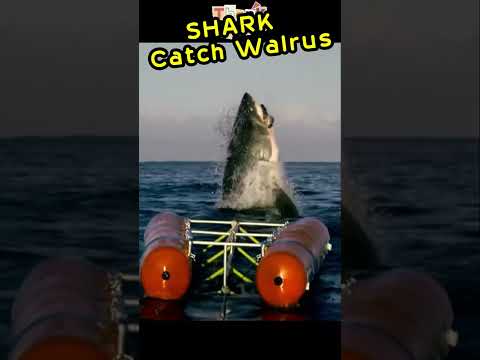 Shark Catch Walrus  #shorts #shortsvideo #viral #viralshorts