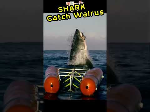 Shark Catch Walrus #shorts #shortsvideo #viral #viralshorts
