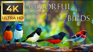 4K Colorful Birds - Beautiful Birds Sound in the Forest | Relaxing Safari