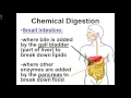 Digestion and Absorption Quiz