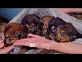 12 Newborn Puppies Lost their Mom    Rescued just in Time