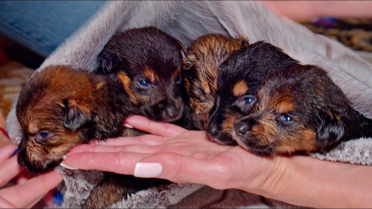12 Newborn Puppies Lost their Mom Rescued just in Time YouTube