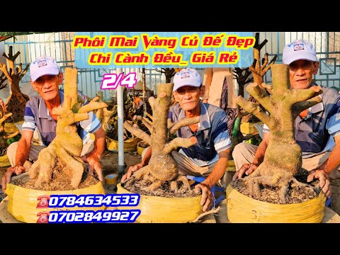 #ChúNgân_0784634533 #0702849927, Chào Bán 2/4, Phôi Mai Vàng Đế Đẹp,  Hoành Lớn, Giá Rẻ @cscantho 