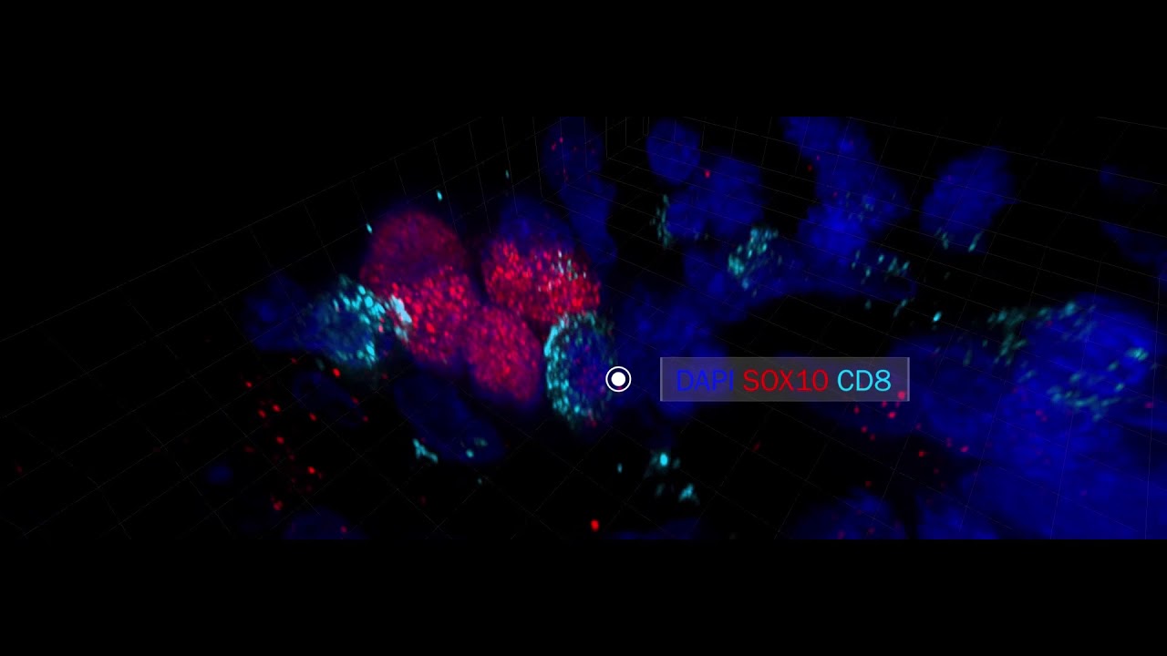 CyCIF in melanoma on Deltavision at Laboratory of Systems Pharmacology (HMS)